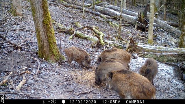 Почему дикого кабана нельзя кусать. смотреть онлайн