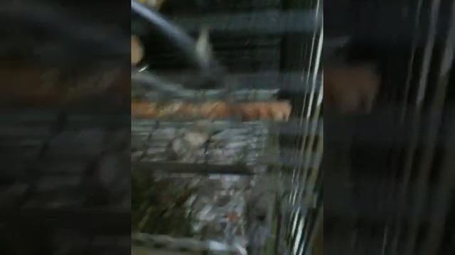 Как правильно ухаживать за папугаями смотреть онлайн