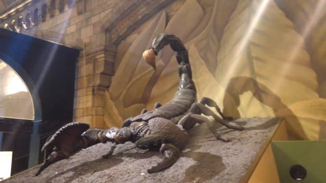 Огромный живой скорпион в британском музее. смотреть онлайн