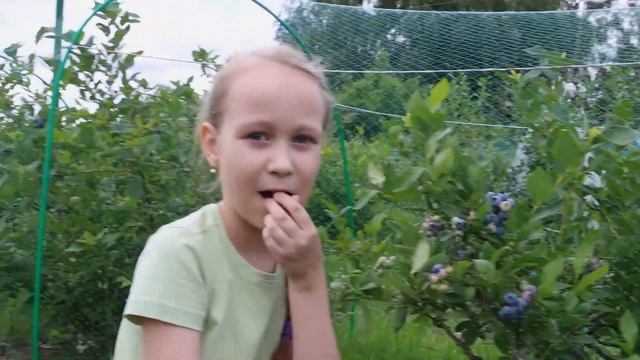 Созревает первая голубика в 2022 году / Наши самые ранние сорта голубики смотреть онлайн