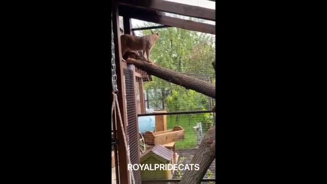Каракал Ева в новом вольере смотреть онлайн