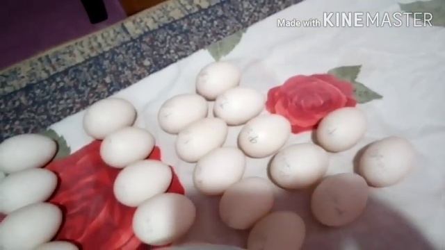 Подготовка, дезинфекция, Закладка инкубационного индоутиного яйца в инкубатор смотреть онлайн