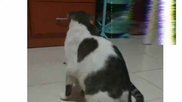 Cat Sweety is playing with Paint Brush смотреть онлайн