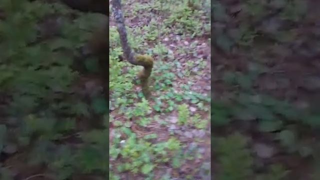 садим кедровую шишку смотреть онлайн