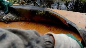Рыбалка на Богучанском водохранилище  Ловля щуки  Хороший клёв в день рыбака  На причале  2020