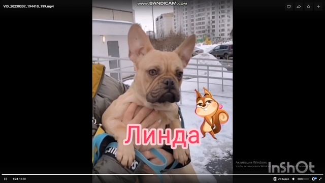 Подарите, подарите мне собаку...... смотреть онлайн