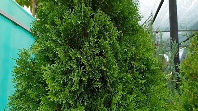 Туя западная Смарагд Экстра Высота 180-200 см смотреть онлайн