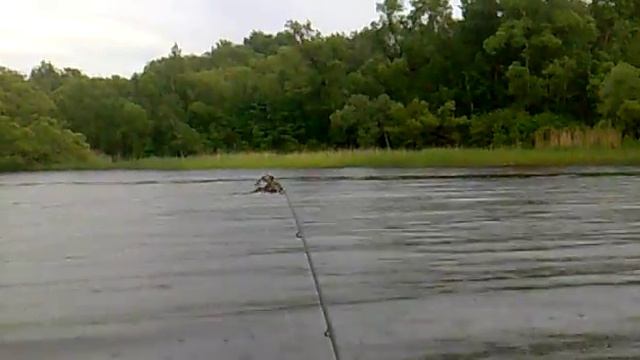 Лось привет на Волге смотреть онлайн