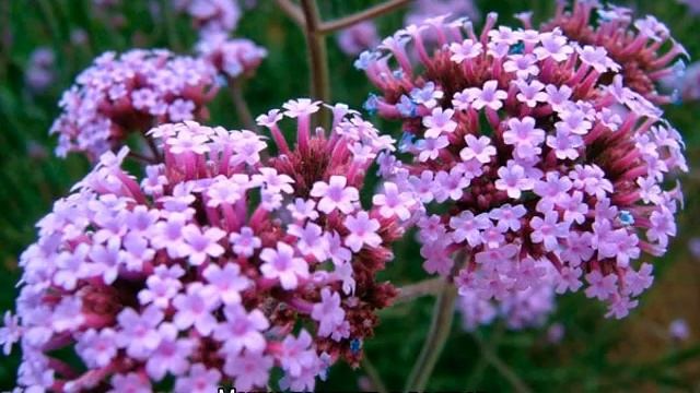 Вербена буэнос-айресская (бонарская) смотреть онлайн
