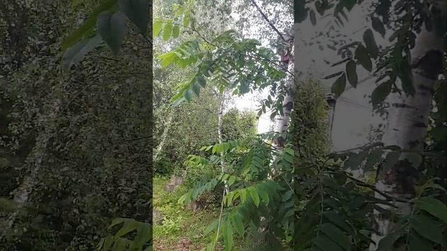 МАНЬЧЖУРСКИЙ ОРЕХ! Формировка для маленького сада! смотреть онлайн