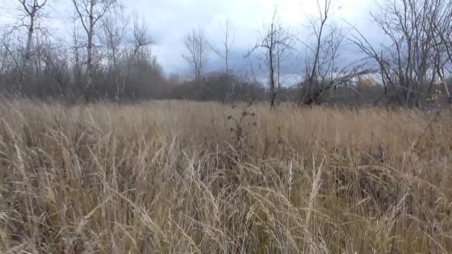 ОДИН ДЕНЬ ИЗ НАШЕЙ ЖИЗНИ! СХОДИЛИ ПО ГРИБЫ, В САУНУ И ЛИЧНЫЕ ДОМАШНИЕ ДЕЛА ... смотреть онлайн