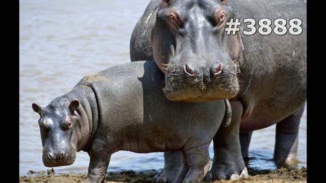 #3888. Бегемоты (В мире животных)