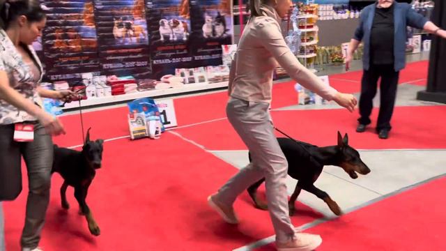 27.01.2024 Монопородная выставка доберманов Краснодар часть 1 смотреть онлайн