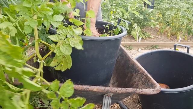 Harvesting 3 lots of potatoes grown in containers Did I get a giant potato? смотреть онлайн