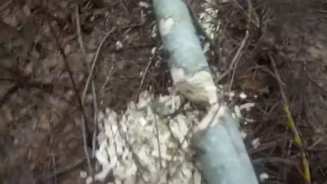 Зачем топор - когда есть БОБЕР. Как бобры валят деревя) смотреть онлайн