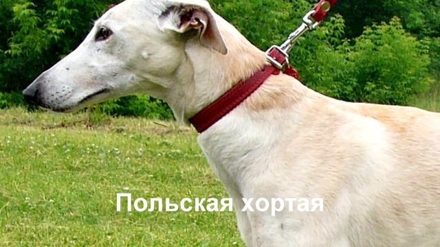 Порода собак.Топ 5 редких пород собак. смотреть онлайн