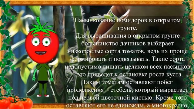 ЛУЧШИЙ СПОСОБ ПАСЫНКОВАНИЯ КОТОРЫЙ... смотреть онлайн