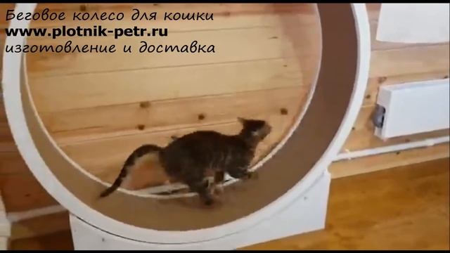 Беговое колесо для кошек открытое, кототрек-тренажер смотреть онлайн