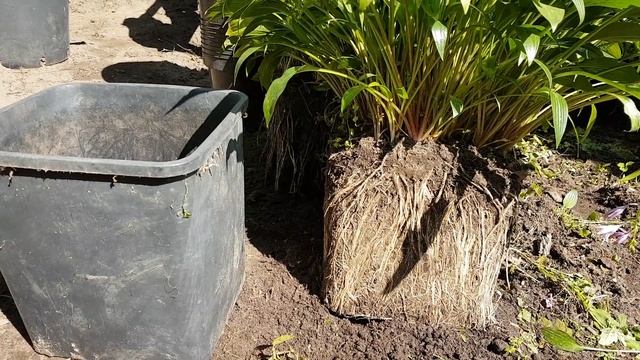 Деление хосты смотреть онлайн