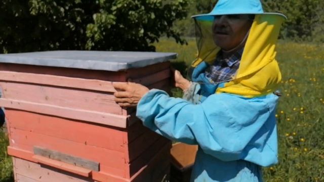 Как определить качество мёда? Секрет мёда из акации. смотреть онлайн