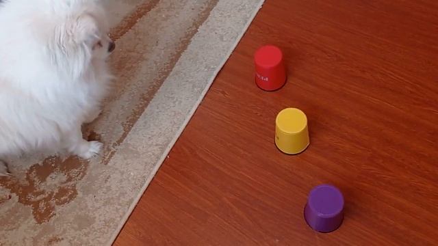 У кого интуиция лучше? У собаки, кота или хомяков? смотреть онлайн