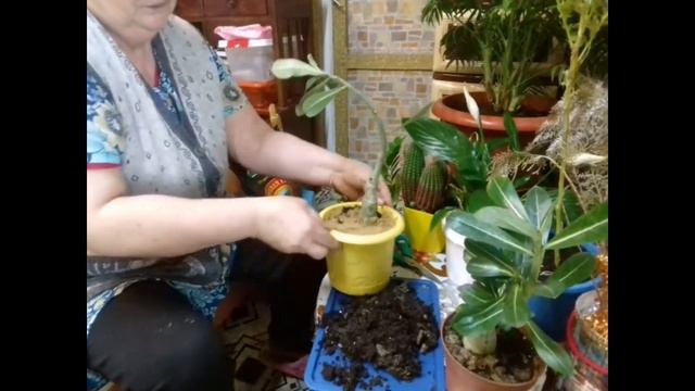 и снова о комнатных цветах замиокулькас,адениумы,и другие смотреть онлайн