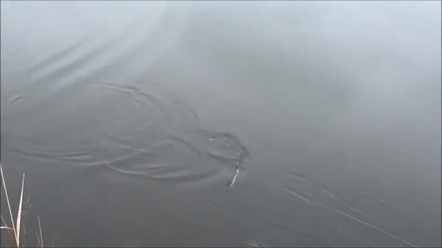 Катушечная техника проводки джеркбейта длинным спиннингом SvartZonker Abu 8′ 6- футов смотреть онлайн