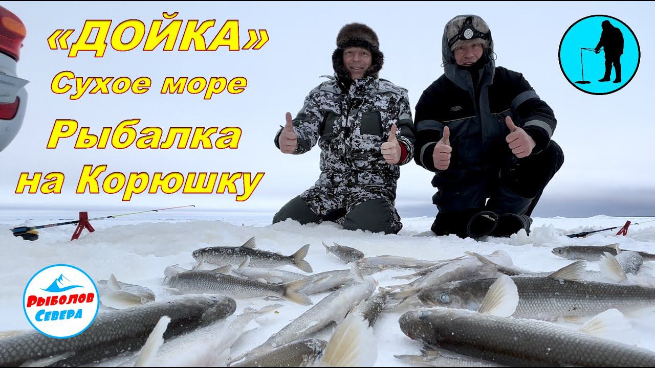 ✅ РЫБАЛКА НА КОРЮХА «ДОЙКА, СУХОЕ МОРЕ» декабрь 2022 #Рыболов_Севера смотреть онлайн
