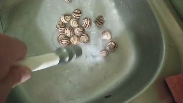 75.Халявный корм - улитки! смотреть онлайн