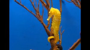 Морской конёк. Для детей. Познавательное видео.