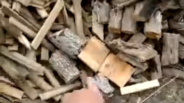 My Off Grid Life Ep#61: pine differences, lemon verbena harvest, and house cleanup смотреть онлайн