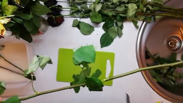 Выращиваем розы из букета смотреть онлайн