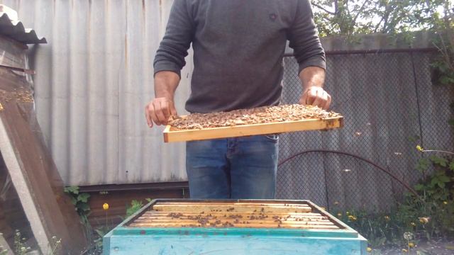 Бакфаст дочка Б 40 обзор. смотреть онлайн