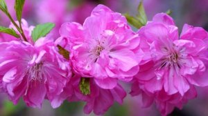 Дыхание жизни. Музыка высоких вибраций.