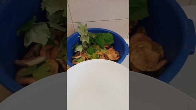 Рыжики быстрый холодный посол. Солим рыжики грибы сами.