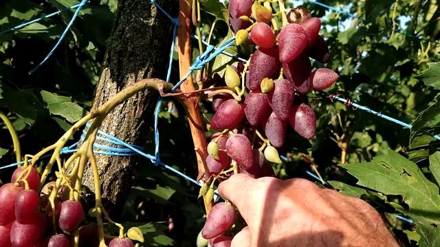 Созревающие сорта Винограда 24. 08.2021 смотреть онлайн