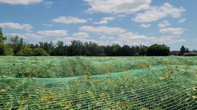 Собираем жимолость в Канаде. Сбор жимолости. Оригинальные рецепты из жимолости. смотреть онлайн