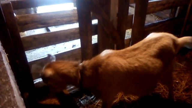 Козочка кричит, неужели рожает смотреть онлайн