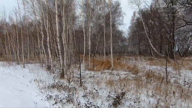 ПРОГУЛКА В БЕРЕЗОВОЙ РОЩЕ В НОЯБРЕ, РЕЛАКС ВИДЕО И МУЗЫКА | 2.7К смотреть онлайн