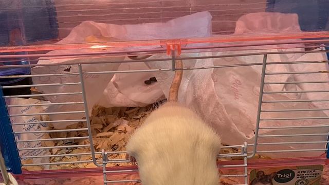 Как открыть клетку/крысы /ネズミ /пушистики /грызуны/ rat /rats / rat race/ 老鼠 смотреть онлайн