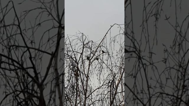 синицы прижимают залётного самца овсянки хотят согнать с территории своей смотреть онлайн