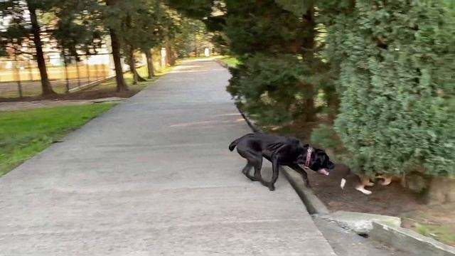 Кто сильнее Бигль или Кане-корсо. Beagle VS Cane corso. Путешествия бигля. Beagle’s travel 2021 смотреть онлайн