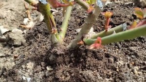 ?❗Инфекционный ожог на розах. Профилактика болезни.