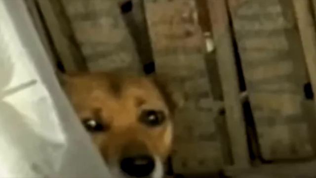 Парень взглянул на собаку и ее щенят, как вдруг увидел торчащую руку! смотреть онлайн