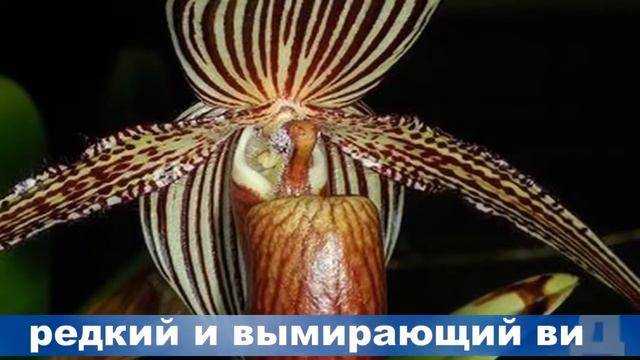 Интересные факты Самые редкие и дорогие цветы в мире смотреть онлайн