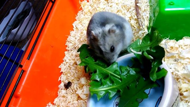 Хомяк ест листья одуванчика. Букет для Моськи! смотреть онлайн