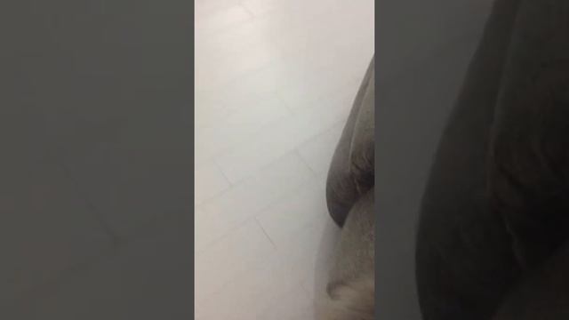 Нибелунг - порода с интелектом человека или чем занятся во время карантина. Часть 1. смотреть онлайн