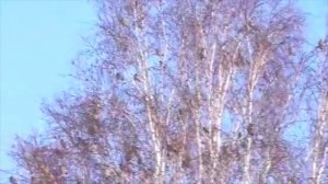 Чем и как кормить птиц зимой? Несколько правил, чтобы не навредить!