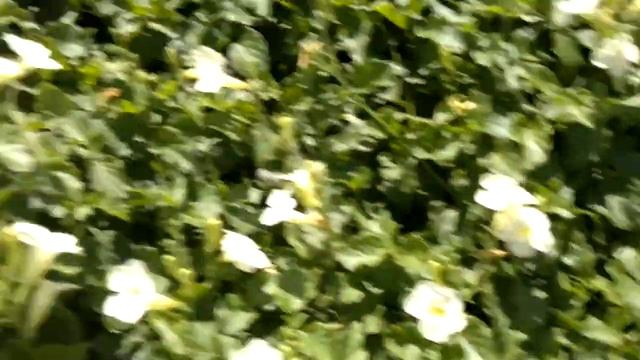 Unusual Vine: Rare, unusual exotic hardy seeds for the garden, greenhouse & conservatory смотреть онлайн