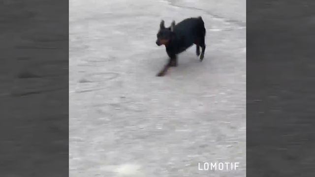 Цвергпинчер Бусинка 4 года смотреть онлайн